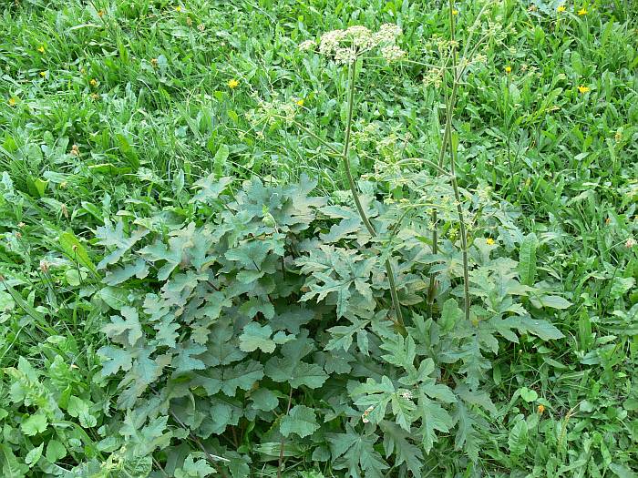 Heracleum sphondylium, bolševník obecný