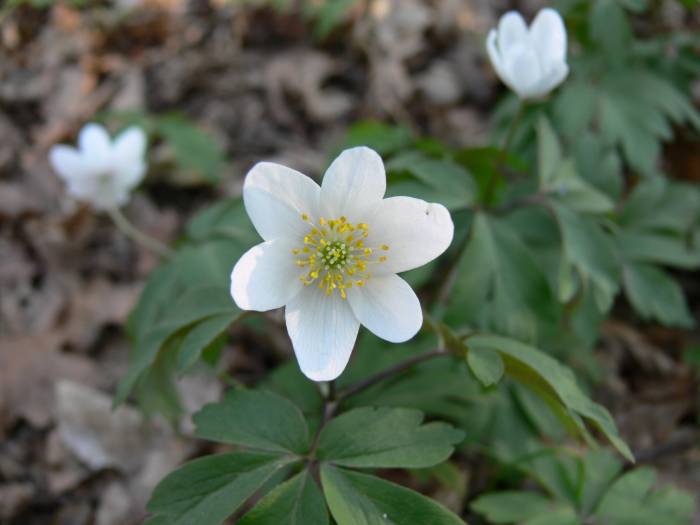 Anemone nemorosa, sasanka hajní