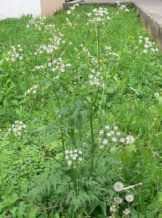 Anthriscus sylvestris, kerblík lesní