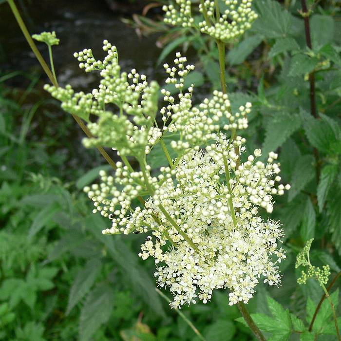 Filipendula ulmaria, tužebník jilmový