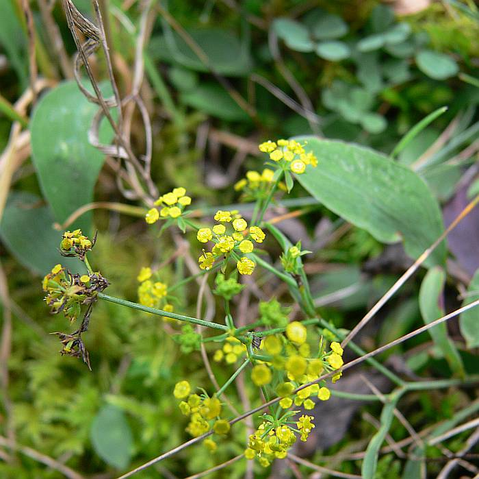 Bupleurum falcatum, prorostlík srpovitý