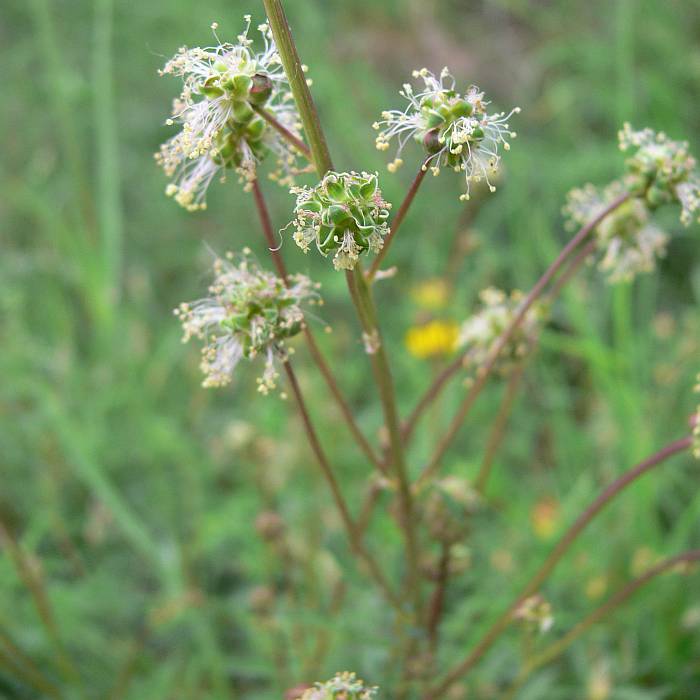 Sanguisorba minor, krvavec menší