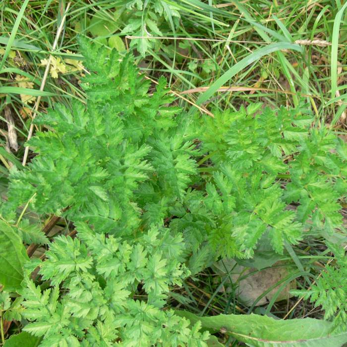 kerblík lesní Anthriscus sylvestris