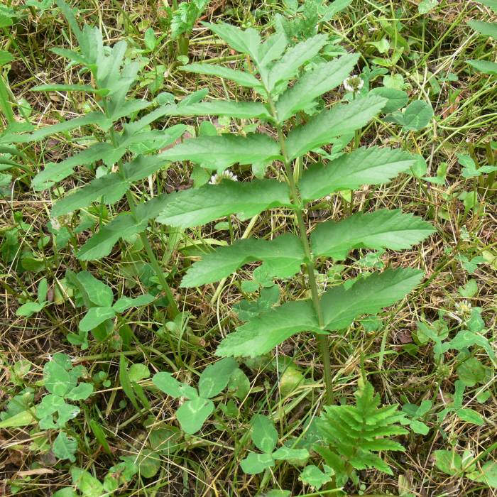 pastinák setý Pastinaca sativa