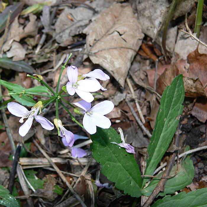 kyčelnice cibulkonosná