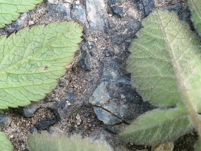Aegopodium podagraria + Chaerophyllum aromaticum