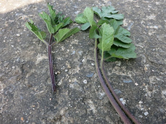 Heracleum sphondylium