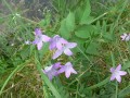 Campanula patula, zvonek rozkladitý