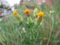 Crepis biennis, škarda dvouletá