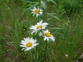 Leucanthemum vulgare, kopretina bílá