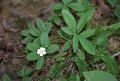 Potentilla alba, mochna bílá