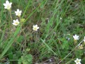 Saxifraga granulata, lomikámen zrnatý