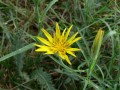 Tragopogon orientalis, kozí brada východní