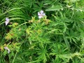 Geranium pratense, kakost luční