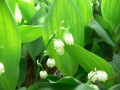 Convallaria majalis, kovalinka vonná