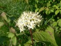 Cornus sanguinea, svída krvavá