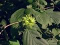 Corylus avellana, líska obecná