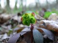 Euphorbia amygdaloides, pryšec mandloňový