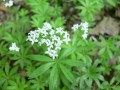 Galium odoratum, mařinka vonná