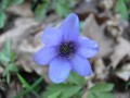 Hepatica nobilis, jaterník trojlaločný