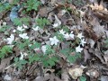 Isopyrum thalictroides, zapalice žluťuchovitá