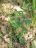 Lathyrus niger, hrachor černý