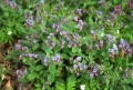 Pulmonaria officinalis, plicník lékařský