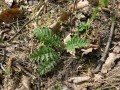 Tanacetum corymbosum, kopretina chocholičnatá