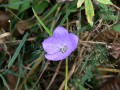 Campanula persicifolia zvonek broskvolistý