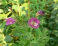 Epilobium hirsutum, vrbovka chlupatá