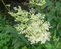 Filipendula ulmaria, tužebník jilmový