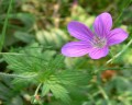 Geranium palustre, kakost bahenní