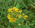 Lysimachia vulgaris, vrbina obecná