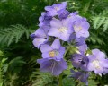 Polemonium caeruleum, jirnice modrá