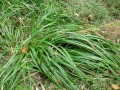 Scirpus sylvaticus, skřípina lesní