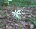 Anthericum ramosum, bělozářka větevnatá