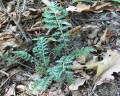 Tanacetum corymbosum, kopretina chocholičnatá