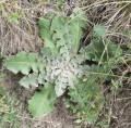 pampeliška pozdní Taraxacum serotinum