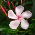 oleandr obecný, Nerium oleander