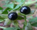 rulík zlomocný Atropa belladonna