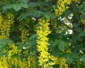 štědřenec odvislý (převislý), Laburnum anagyroides