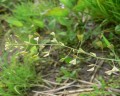 kokoška pastuší tobolka Capsella bursa-pastoris