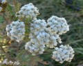 řebříček obecný Achillea millefolium agg.