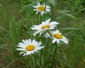 kopretina obecná Leucanthemum vulgare