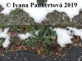 listová růžice pumpavy rozpukové pod sněhem