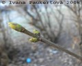 pupeny javoru klenu