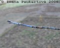 javor jasanolistý, pupeny
