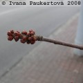 javor stříbrný
