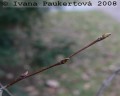 bříza bělokorá, pupeny