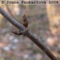 bez černý, pupeny